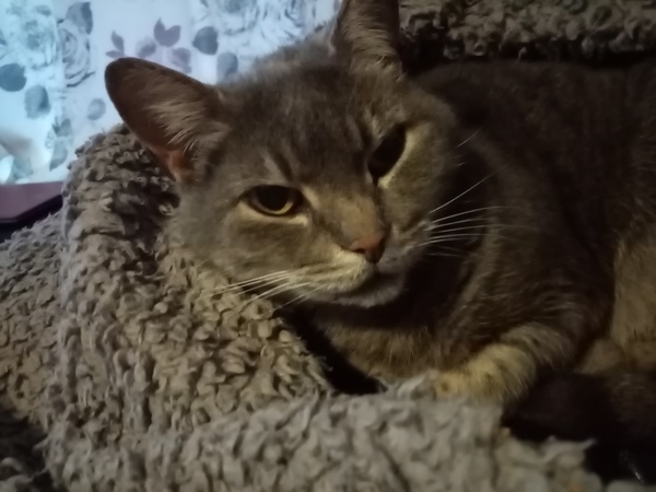 To wonder what your cat/s is called