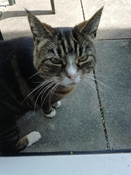 To wonder what your cat/s is called