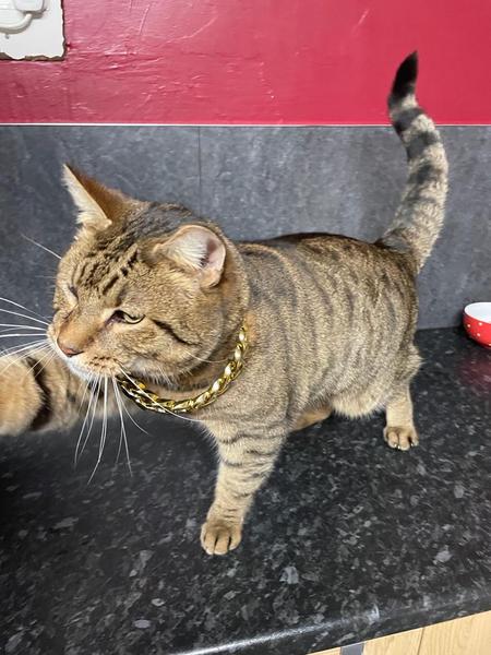 Thug cat part 4.  After all, it's not my Axminster.