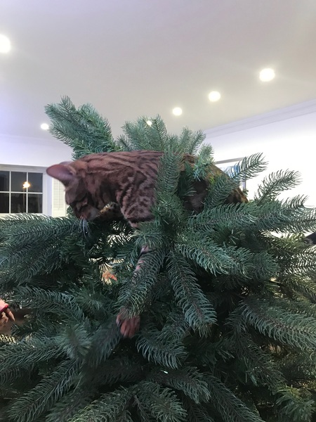 Kittens plus Xmas tree... bad idea?!