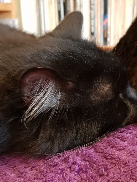 Chez Ollie - "Give me your tired, your paw, your purring masses..." - All welcome