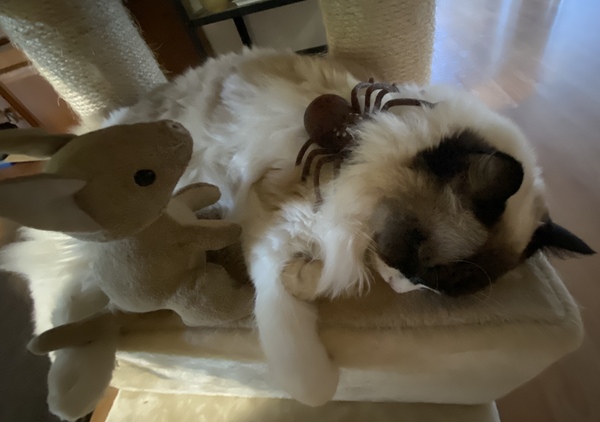 Where does your cat sleep at night?