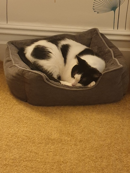 Rescue cat refusing all comforts