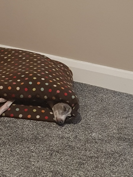 Italian Greyhound