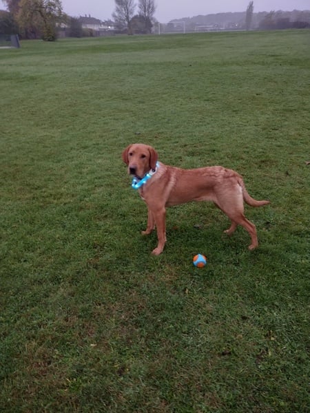 Puppy survival thread. Oct/Nov fireworks!