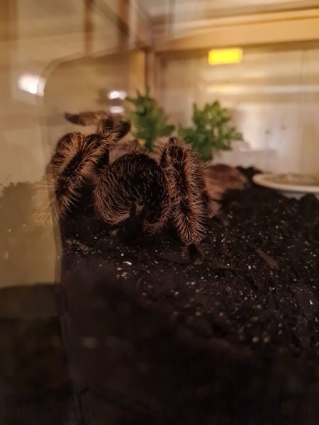 I'm a tarantula AMA (selfie included)