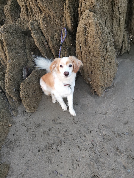 Which dog stops you in your tracks?