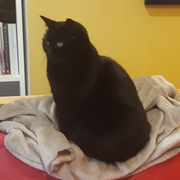 I love my cat so much, but why.....