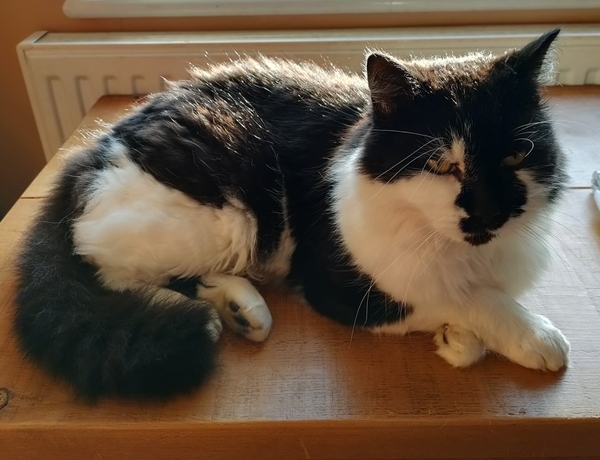 To wonder what your cat/s is called