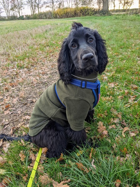 Puppy survival thread. Nov. Read this and buy a hamster instead