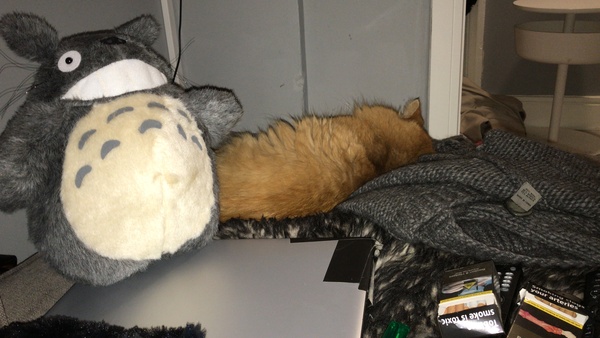 Chez Ollie - "Give me your tired, your paw, your purring masses..." - All welcome