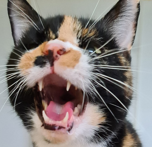 To wonder what your cat/s is called