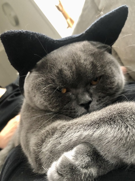 To wonder what your cat/s is called