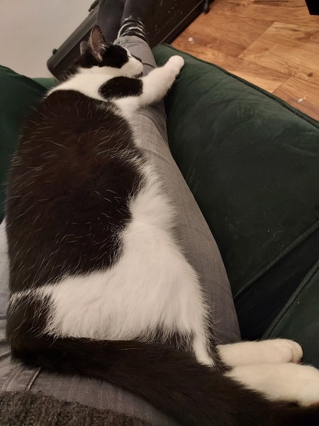 Is boy-kitten going to be huge?!