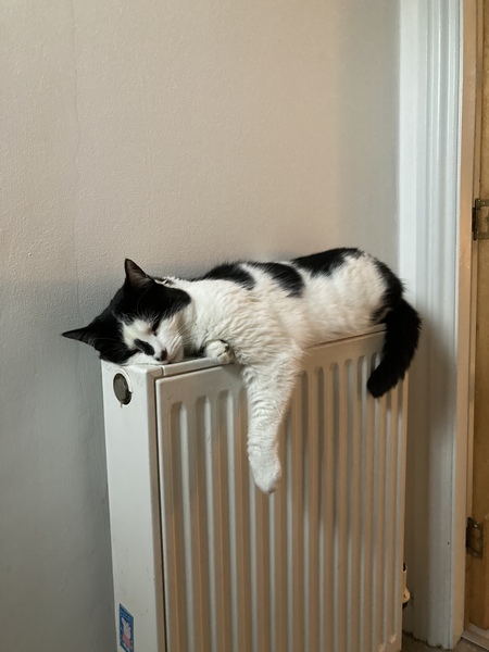 To wonder what your cat/s is called