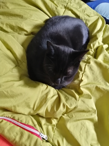 To wonder what your cat/s is called