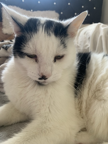 To wonder what your cat/s is called