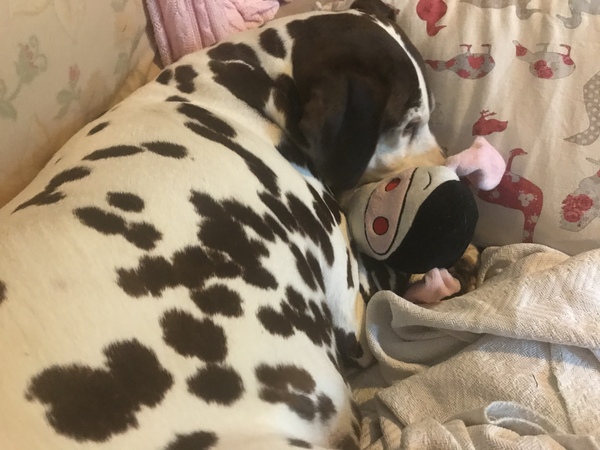 Any Dalmatian owners about?