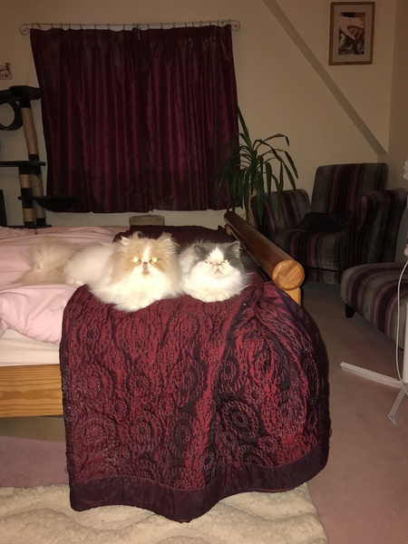 Anyone have Persians? What is their lifespan?