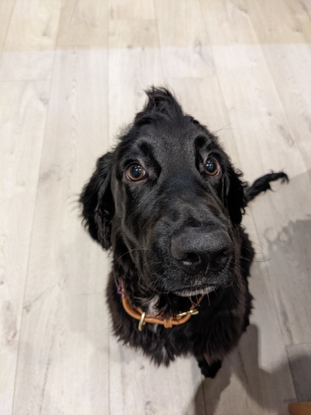 Puppy survival thread. Oct/Nov fireworks!