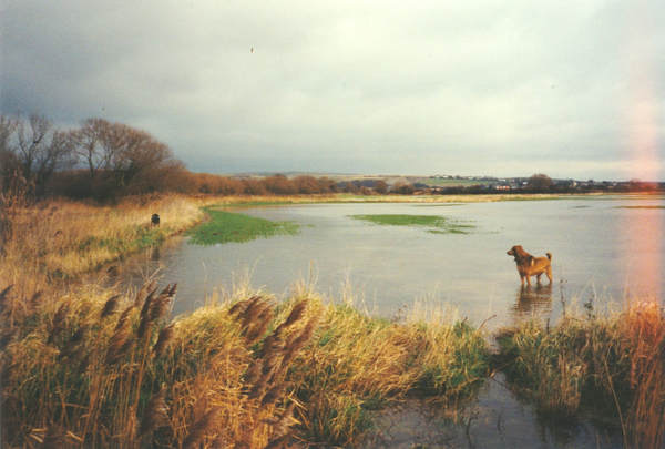 To ask which new build houses you would avoid