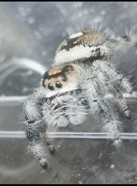 I got a spider!! (Spider pictures included)