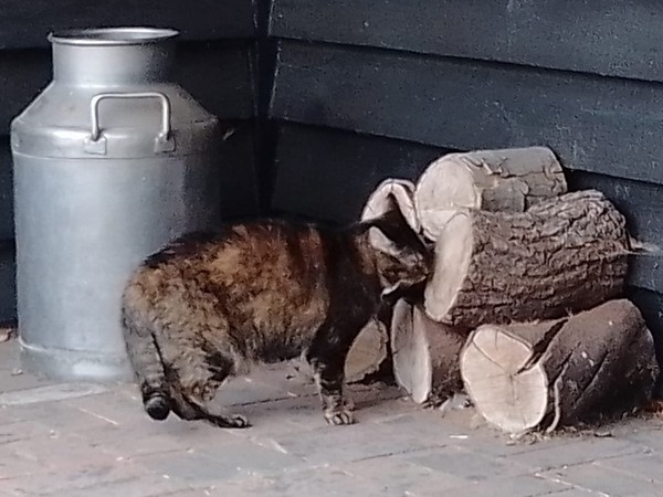 To wonder what your cat/s is called