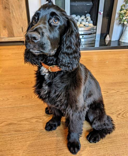 Suggestions on puppy to get