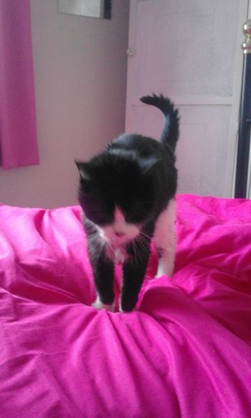 Do your cats sleep in your bedroom?