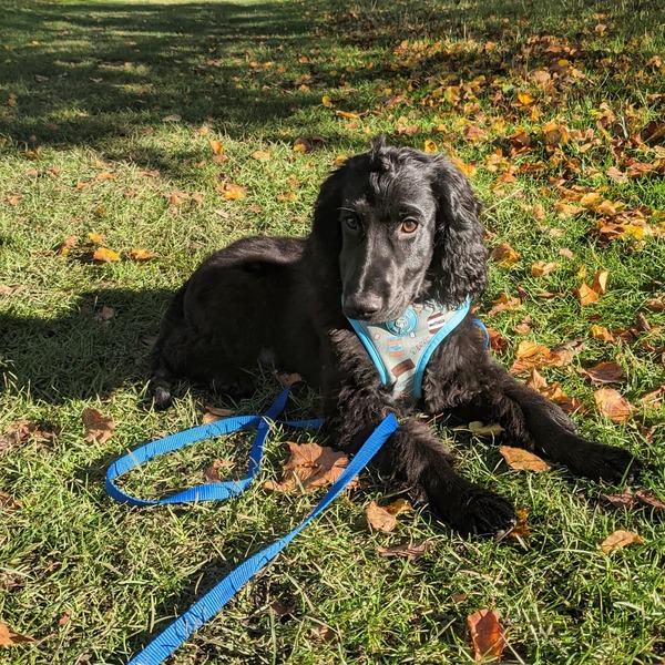 Puppy survival thread. Oct/Nov fireworks!