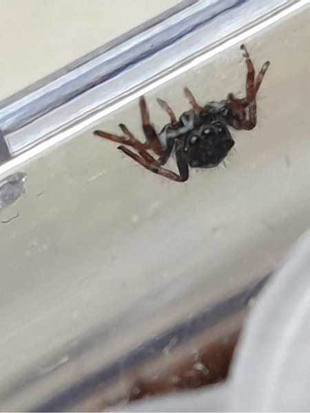 I got a spider!! (Spider pictures included)