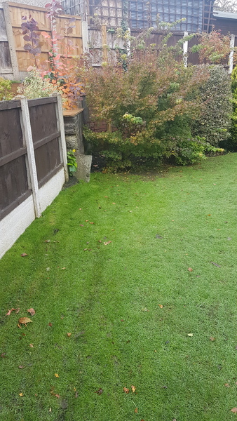 Acer pruning