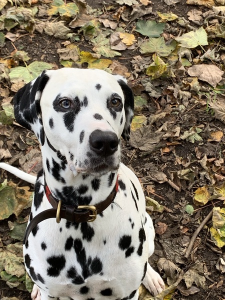Which dog stops you in your tracks?