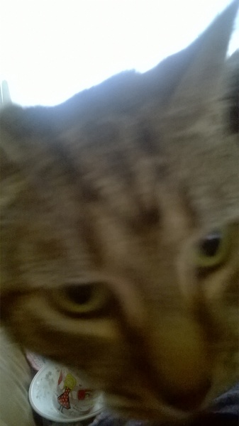 Chez Ollie - Free head boops for everyone