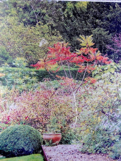 Long shot at identifying this tree?