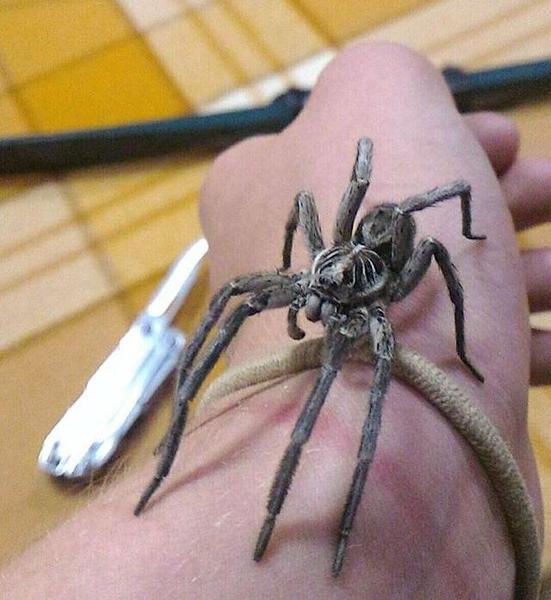 To think this should be illegal? (Picture of spider included)