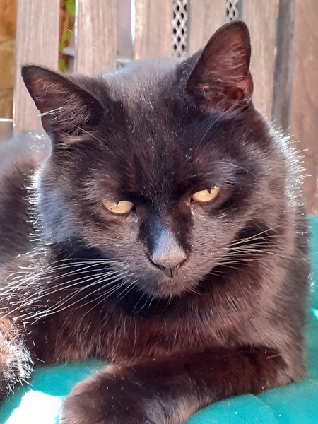 Show me your black cats!