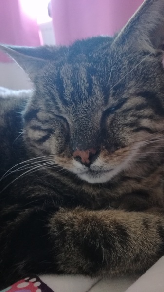 To wonder what your cat/s is called