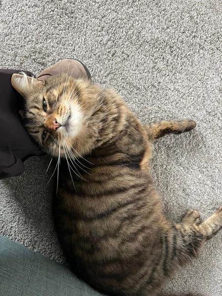 To wonder what your cat/s is called