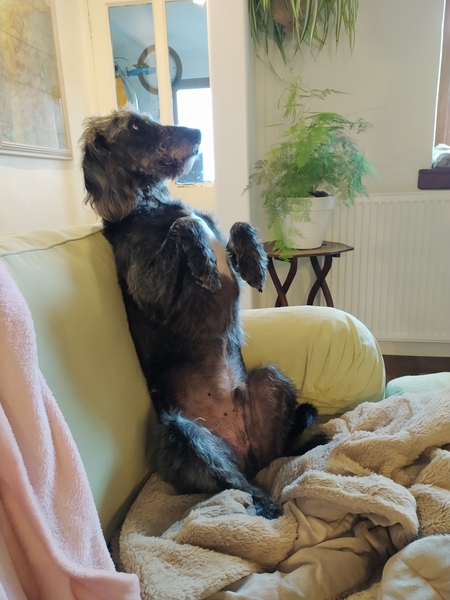 Posh dog breeds (just for fun!)