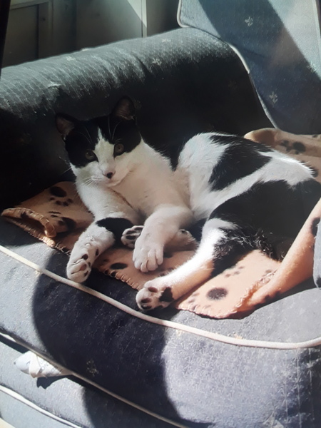Rescue cat refusing all comforts