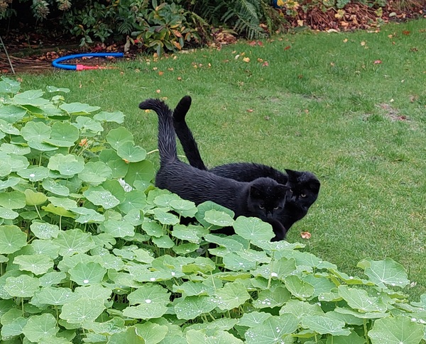 Timer cat flap?