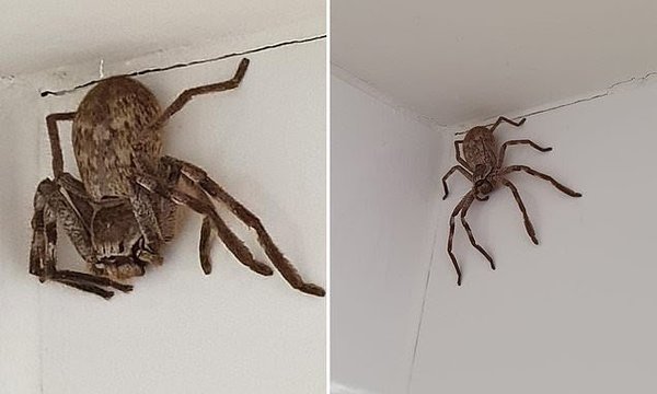 To think this should be illegal? (Picture of spider included)
