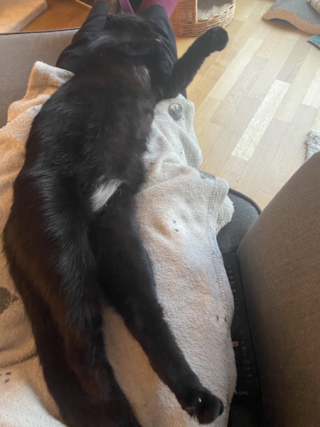 Help!  I'm trapped under a cat