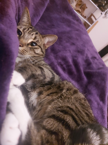 Do your cats sleep in your bedroom?