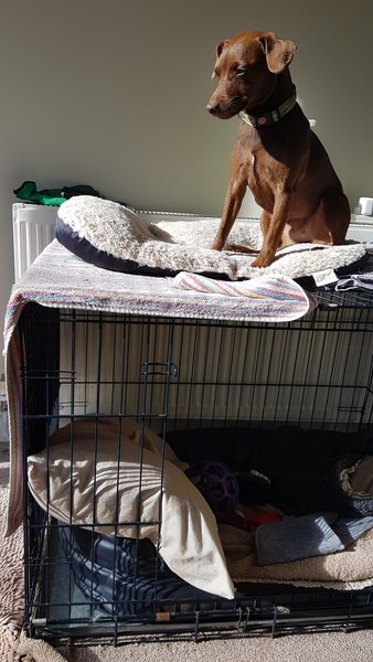 Puppy survival thread. Oct/Nov fireworks!