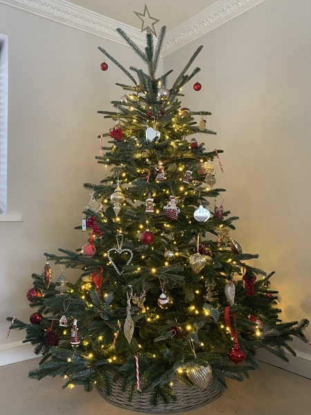 Come and talk to me about Balsam Hill Christmas Trees