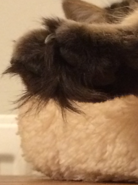Toe beans!