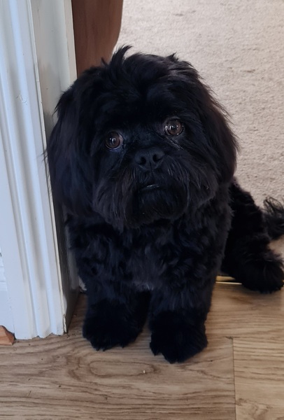 Puppy survival thread. Oct/Nov fireworks!