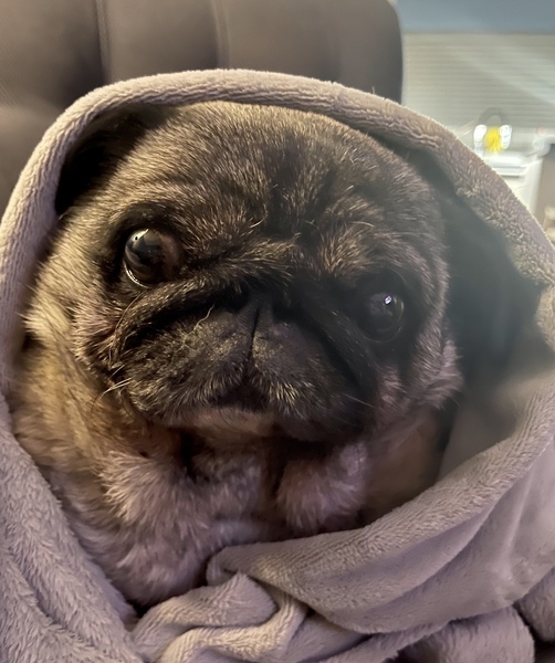 Posh dog breeds (just for fun!)